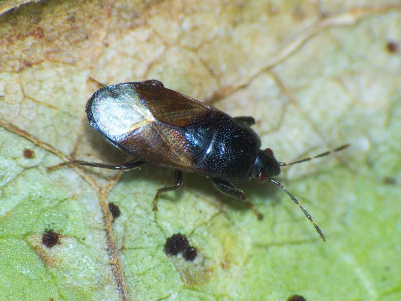Plinthisus longicollis Fieber, 1861